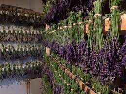 Lavender &#39;Hidcote&#39; 2 gal.