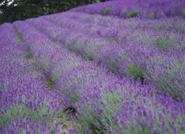 Lavender &#39;Hidcote&#39; 2 gal.