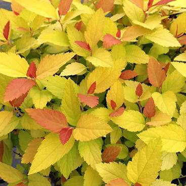 Spiraea Double Play &#39;Gold&#39; #3