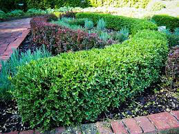 Boxwood Winter Gem 3 gal.