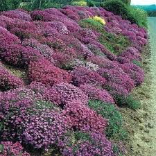 Rock Cress rose delight 4.5&quot;