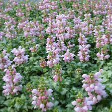 Lamium Pink Pewter 1 gal.