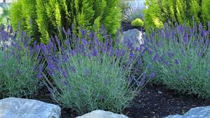 Lavender &#39;Hidcote&#39; 2 gal.