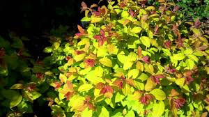 Spiraea Double Play &#39;Gold&#39; #3