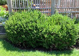 Boxwood Winter Gem 3 gal.