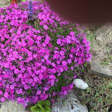 Rock Cress rose delight 4.5&quot;