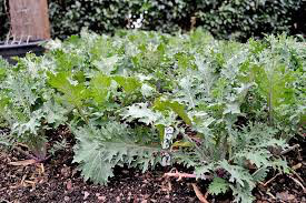 Kale Russian Red Organic 6 pack