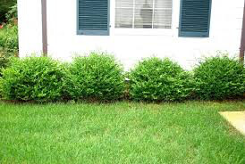 Boxwood Winter Gem 3 gal.