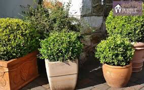 Boxwood Winter Gem 3 gal.