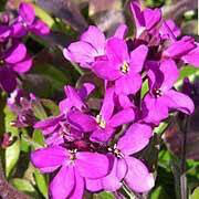 Rock Cress rose delight 4.5&quot;