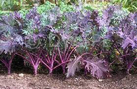 Kale Russian Red Organic 6 pack