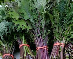 Kale Russian Red Organic 6 pack