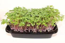 Kale Russian Red Organic 6 pack