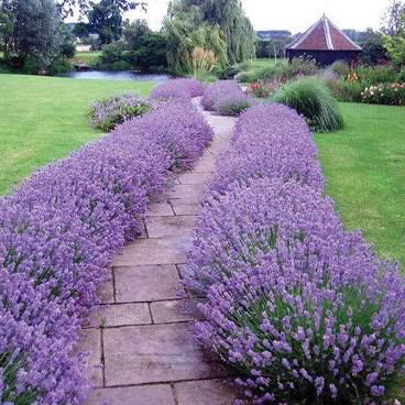 Lavender &#39;Hidcote&#39; 1 gal.