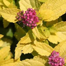 Spiraea Double Play &#39;Gold&#39; #3