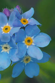 Myosotis mon amie mix 4.5&quot;