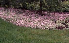 Lamium Pink Pewter 1 gal.