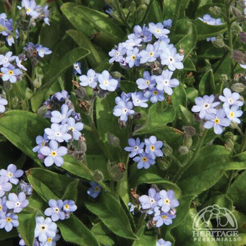 Myosotis mon amie mix 4.5&quot;