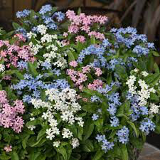 Myosotis mon amie mix 4.5&quot;
