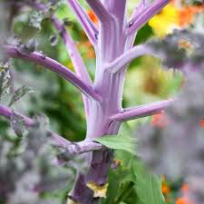Kale Russian Red Organic 6 pack