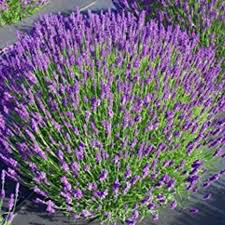 Lavender &#39;Hidcote&#39; 1 gal.