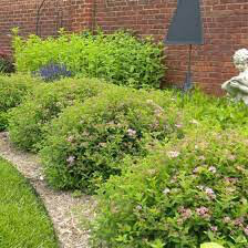 Spiraea Double Play &#39;Gold&#39; #3