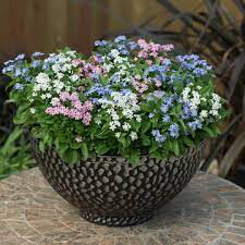 Myosotis mon amie mix 4.5&quot;