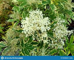 Sambucus nigra &#39;Instant Karma&#39; 3 gal