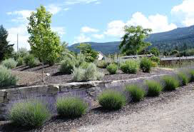 Lavender &#39;Hidcote&#39; 1 gal.