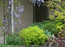 Spiraea Double Play &#39;Gold&#39; #3