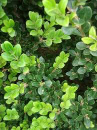 Boxwood Winter Gem 3 gal.