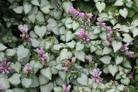 Lamium Pink Pewter 1 gal.