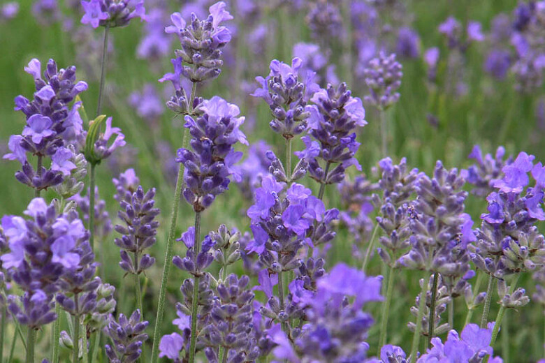 Lavender &#39;Hidcote&#39; 1 gal.