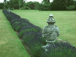 Lavender &#39;Hidcote&#39; 2 gal.