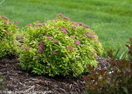 Spiraea Double Play &#39;Gold&#39; #3