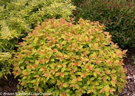Spiraea Double Play &#39;Gold&#39; #3