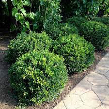 Boxwood Winter Gem 3 gal.