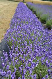 Lavender &#39;Hidcote&#39; 1 gal.