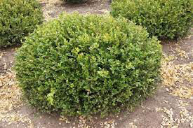 Boxwood Winter Gem 3 gal.
