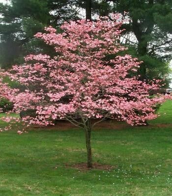 dogwood Cornus florida &#39;Cherokee Brave&#39; 7 gal