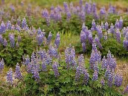 Lupine Lupinus Perennis (Blue) 1 gal.