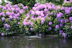 Rhododendron &#39;Boursault&#39; 2 gal