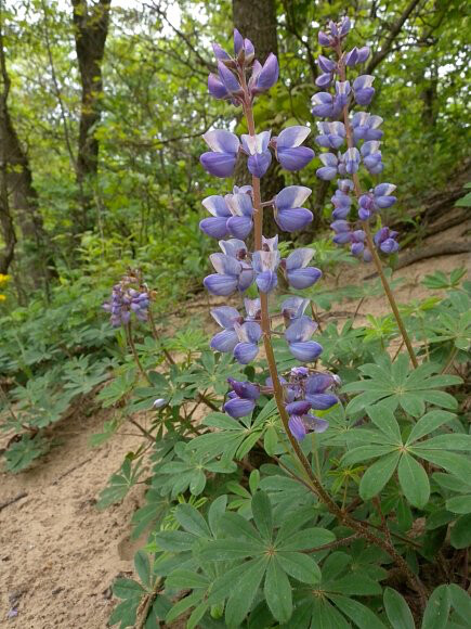 Lupine Lupinus Perennis (Blue) 1 gal.