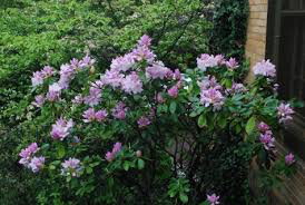Rhododendron &#39;Boursault&#39; 2 gal