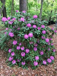 Rhododendron &#39;Boursault&#39; 2 gal