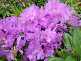 Rhododendron &#39;Boursault&#39; 2 gal
