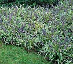 Liriope Muscari &#39;Variegata&#39; #1