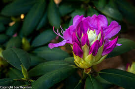 Rhododendron &#39;Boursault&#39; 2 gal