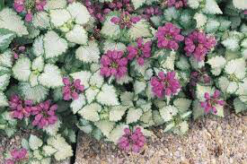 Lamium m Red Nancy 1gal.