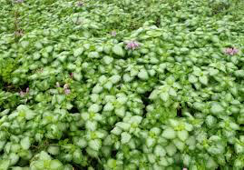 Lamium m Red Nancy 1gal.